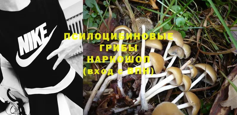 Псилоцибиновые грибы Cubensis  дарк нет как зайти  Арск 